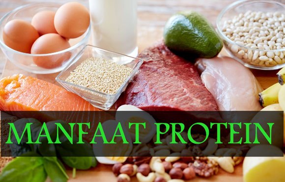 makanan yang mengandung protein